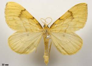 G.pyraliata_3