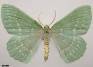 G.papilionaria_1