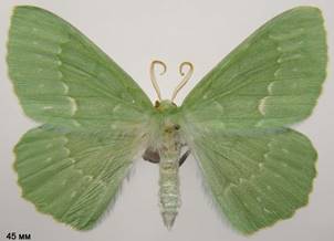 G.papilionaria_2