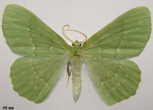 G.papilionaria_3