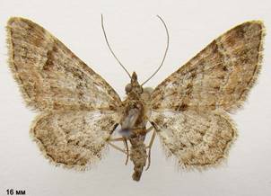 G.rufifasciata