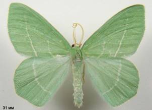 H.chrysoprasaria_1