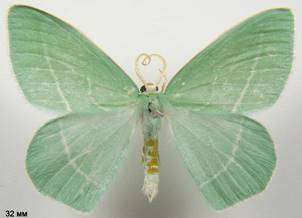 H.chrysoprasaria_2