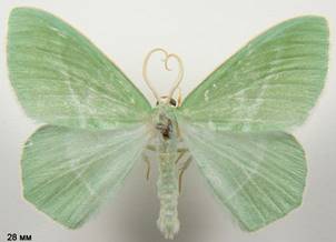 H.chrysoprasaria_3