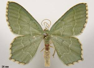 H.aestivaria_1