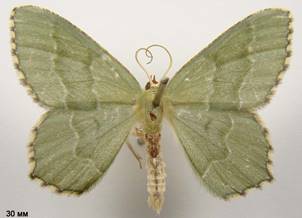 H.aestivaria_2