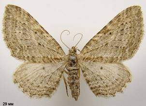 H.aemulata_1