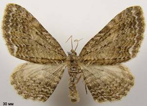 H.aemulata_2