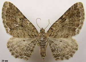 H.aemulata_3
