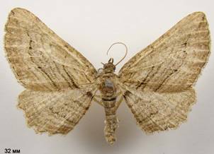 H.corticata