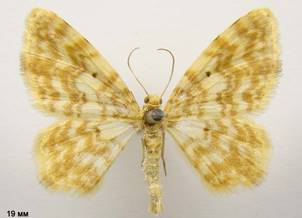H.flammeolaria_1