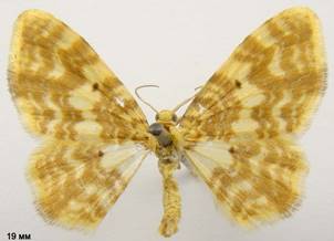 H.flammeolaria_2