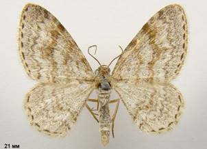 H.sylvata_1