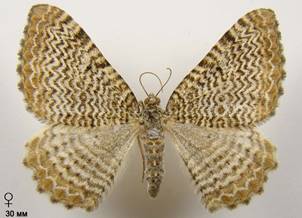H.undulata_2