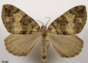 H.furcata_1