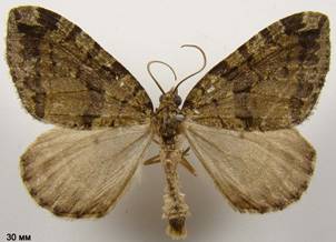 H.furcata_3