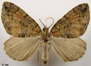 H.furcata_6
