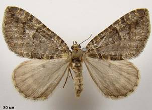H.furcata_7