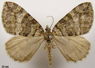 H.furcata_8