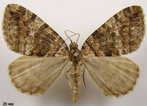 H.furcata_9