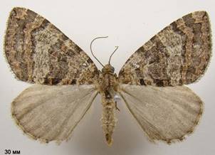 H.furcata_412