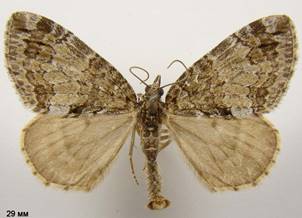 H.impluviata_4
