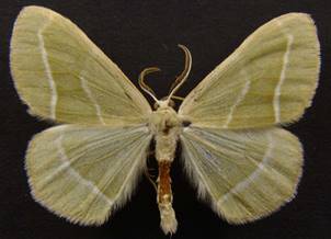 H.fasciaria_3