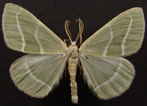 H.fasciaria_5