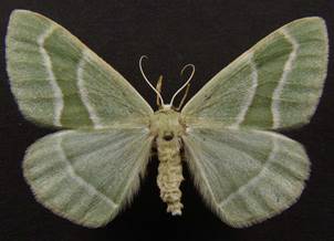 H.fasciaria_6