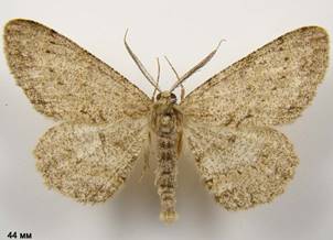 H.punctinalis_1