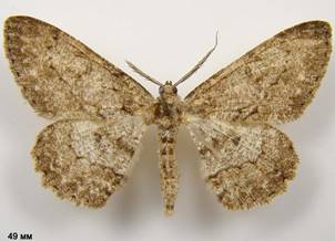 H.punctinalis_2