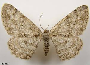 H.punctinalis_3