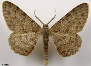 H.punctinalis_4
