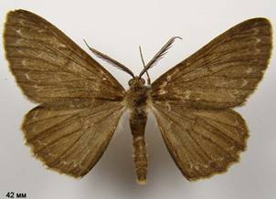 H.punctinalis_5