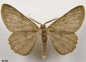 H.punctinalis_6