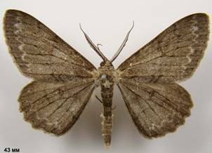 H.punctinalis_7