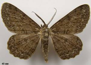 H.punctinalis_397