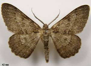 H.punctinalis_398