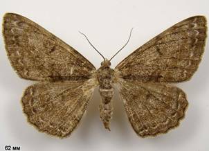 H.roboraria_1