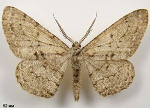 H.roboraria_2