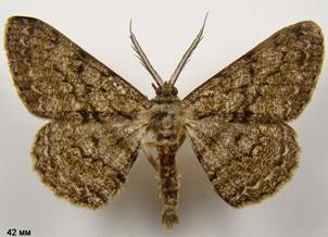 H.roboraria_6