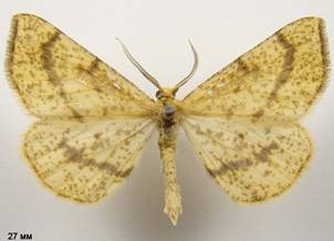 H.pluviaria_1