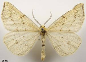 H.pluviaria_2