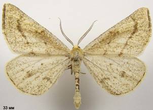 H.pluviaria_3