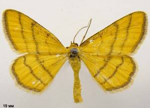 I.aureolaria_1