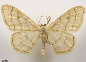 I.aversata_5