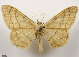 I.aversata_6