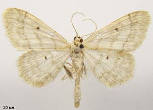 I.biselata_1