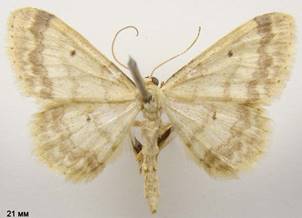 I.biselata_2