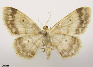 I.biselata_3